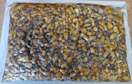 Vařený partikl Mix 1,5kg - kukuřice, pšenice, řepka